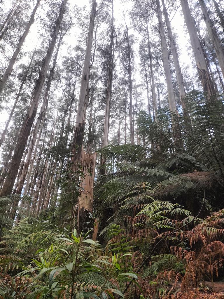 Julianthebirder's tweet photo. Lovely day out surveying for Yellow-Tailed Black-Cockatoo foraging! Not much evidence of grubbing in this mature stand, but could hear the juveniles begging in the distance. https://t.co/3lmvMW8o5C