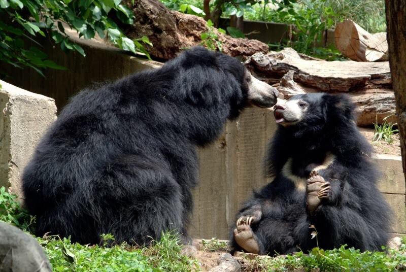 InfoGujarat's tweet image. #DidYouKnow

#Jessore Sloth Bear Sanctuary is situated in the #Banaskantha district of Gujarat State 45 kms from Palanpur. 

This Sanctuary was declared as Wildlife Sanctuary in May 1978.

#WorldSlothBearDay2023