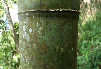 A #newspecies of Discochiton Hodgson &amp; Williams (#Hemiptera: Coccomorpha: #Coccidae) on bamboo from #Myanmar 
mapress.com/zt/article/vie… 
#Taxonomy