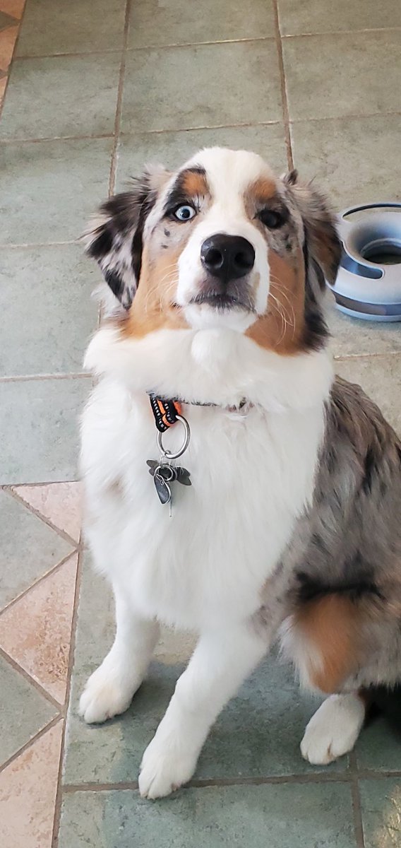 Back in March, mom posted a photo of me on the day I moved in. She hasn't had a chance to do it again until today. Something about me being "Hell on Paws". Anyway, here's 8 1/2 month old me, Duffy. (Full name-Brave Macduff Thane of Mischief.) Hope I can be here more frequently!