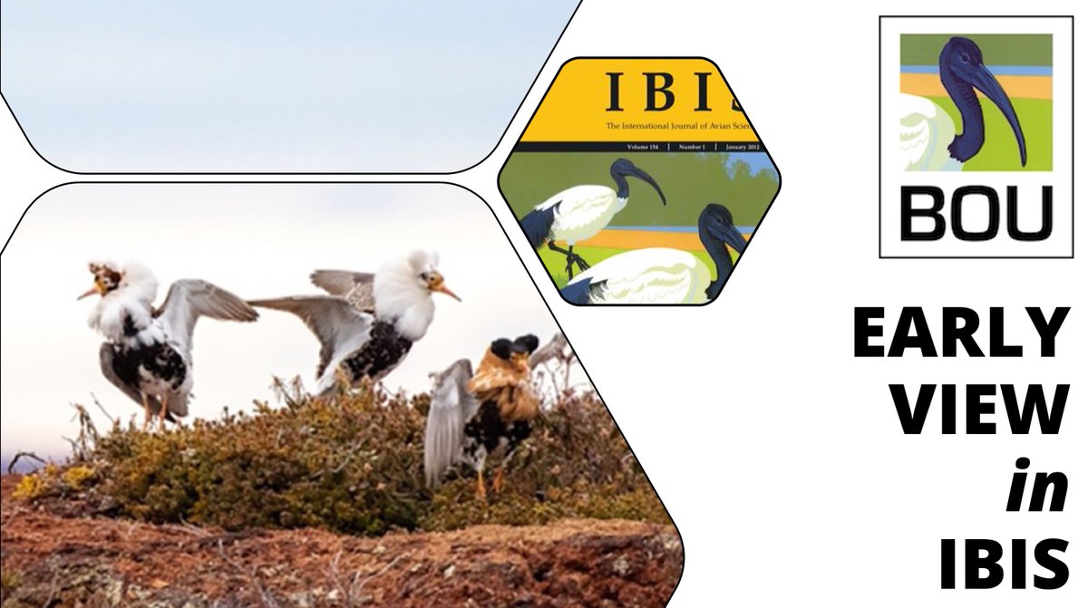 EARLY VIEW in <a href="/IBIS_journal/">BOU 👩🏻‍🏫👨🏿‍🏫🧕🏽👳🏽‍♂️ 🌈</a>

The causes and implications of sex role diversity in shorebird breeding systems | onlinelibrary.wiley.com/doi/abs/10.111…

Tamás Székely et al <a href="/gcmcdon/">Grant C. McDonald</a> | #ornithology