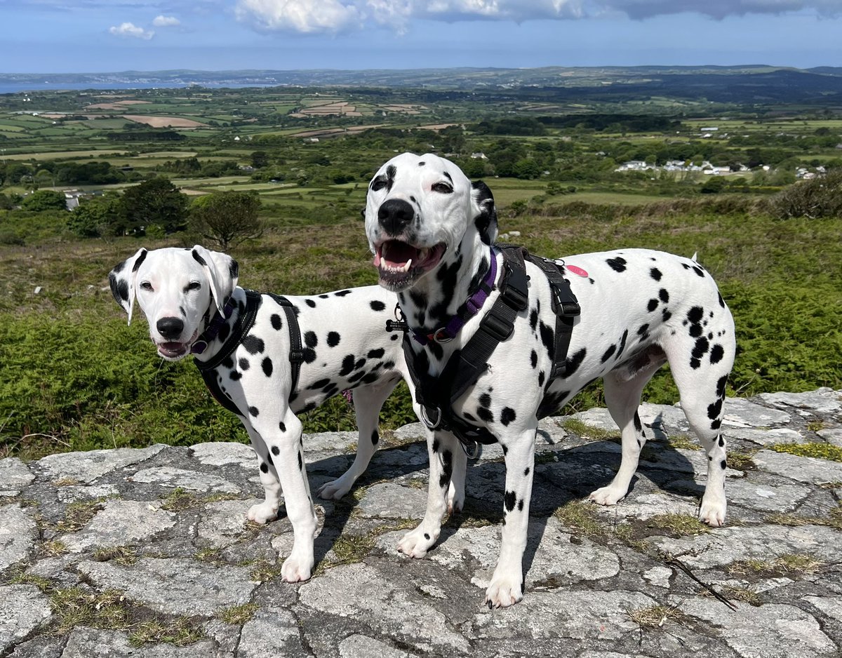 toppitytopcat's tweet photo. @ChurchfieldJE @BBCCornwall the best bench and the only place I ever sit and enjoy the view is at the top of Tregonning Hill where you have a 360 panoramic view of west Cornwall. Here’s the view including Harry &amp; Frank 🐶 https://t.co/UTBEzezXxE