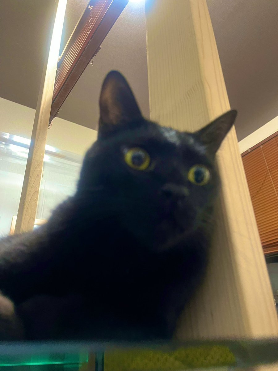 うちの黒猫は日向ぼっこが大好きです☀️🐈‍⬛
どんなに暑い日でも窓際でお昼寝しているので、暑さは大丈夫なのか心配になる時があります
特に、黒は温度が上がりやすい色らしいけど…💦
ちなみに、今のところ大きく身体を壊すこともなく元気です💪
最近は冬毛になってきたのか、モコモコ度が増しています