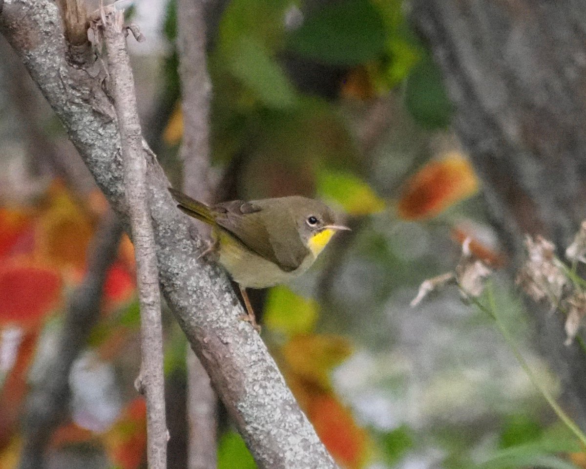 Female Common Yellowthroat or a Nashville Warbler ? Please help me with ID @BirdQueens @DebbieBecker1 @BirdingBobNYC