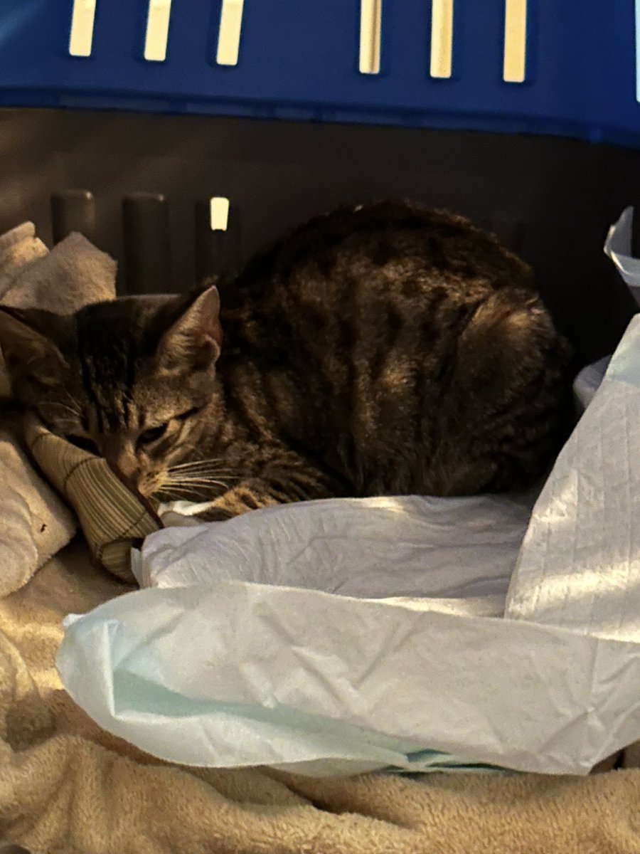 BonneHellcat66's tweet photo. Picked up Hunter a few hours ago.
She’s doing really well. First hour home she slept. Woke to eat. Laid back down
I’ve been able to handle her and pet her, and she has not stopped purring for the last couple of hours 🐾❤️🔥
#XKittens #CatsOfTwitter #AdoptDontShop https://t.co/gfY09S7ljJ