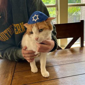 hit me up if you want a kippah for your cat