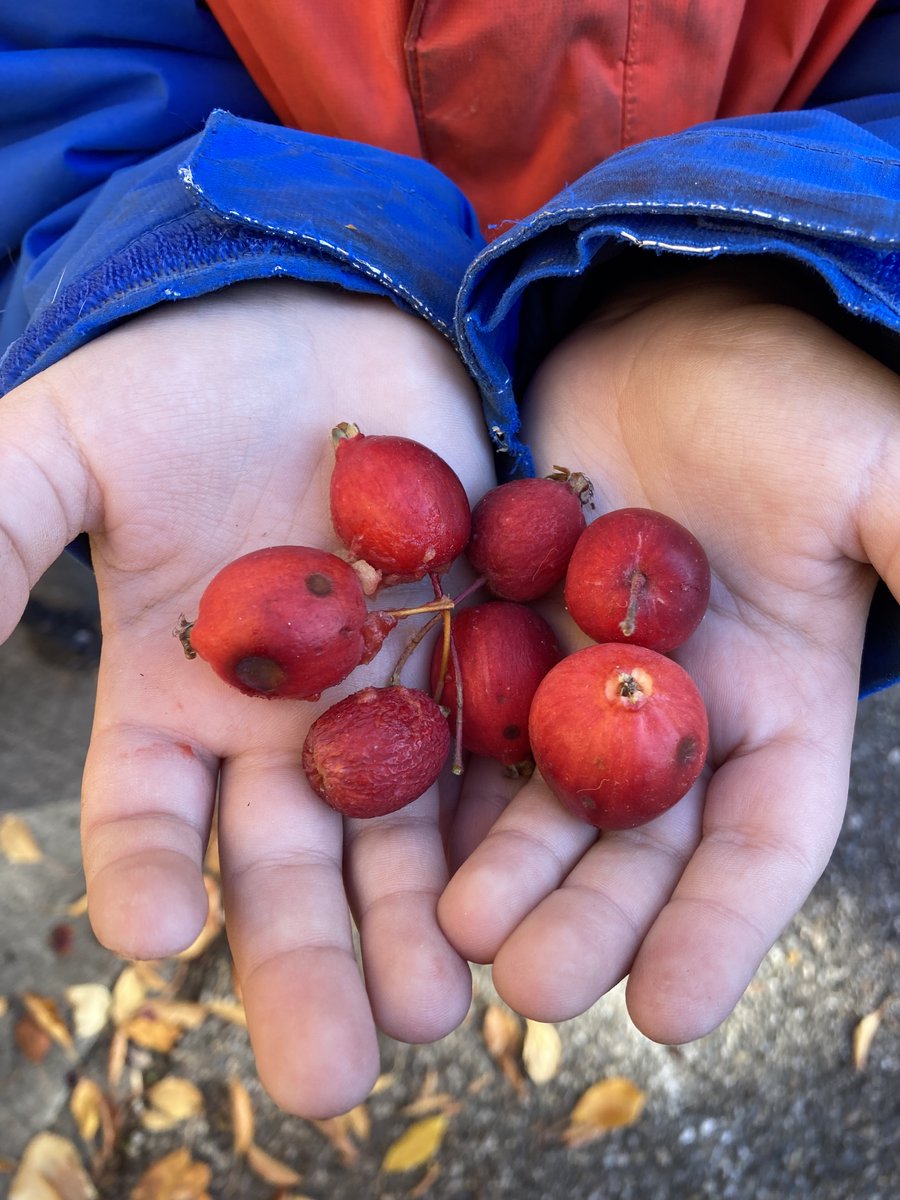 BPSHawksEES tweet media