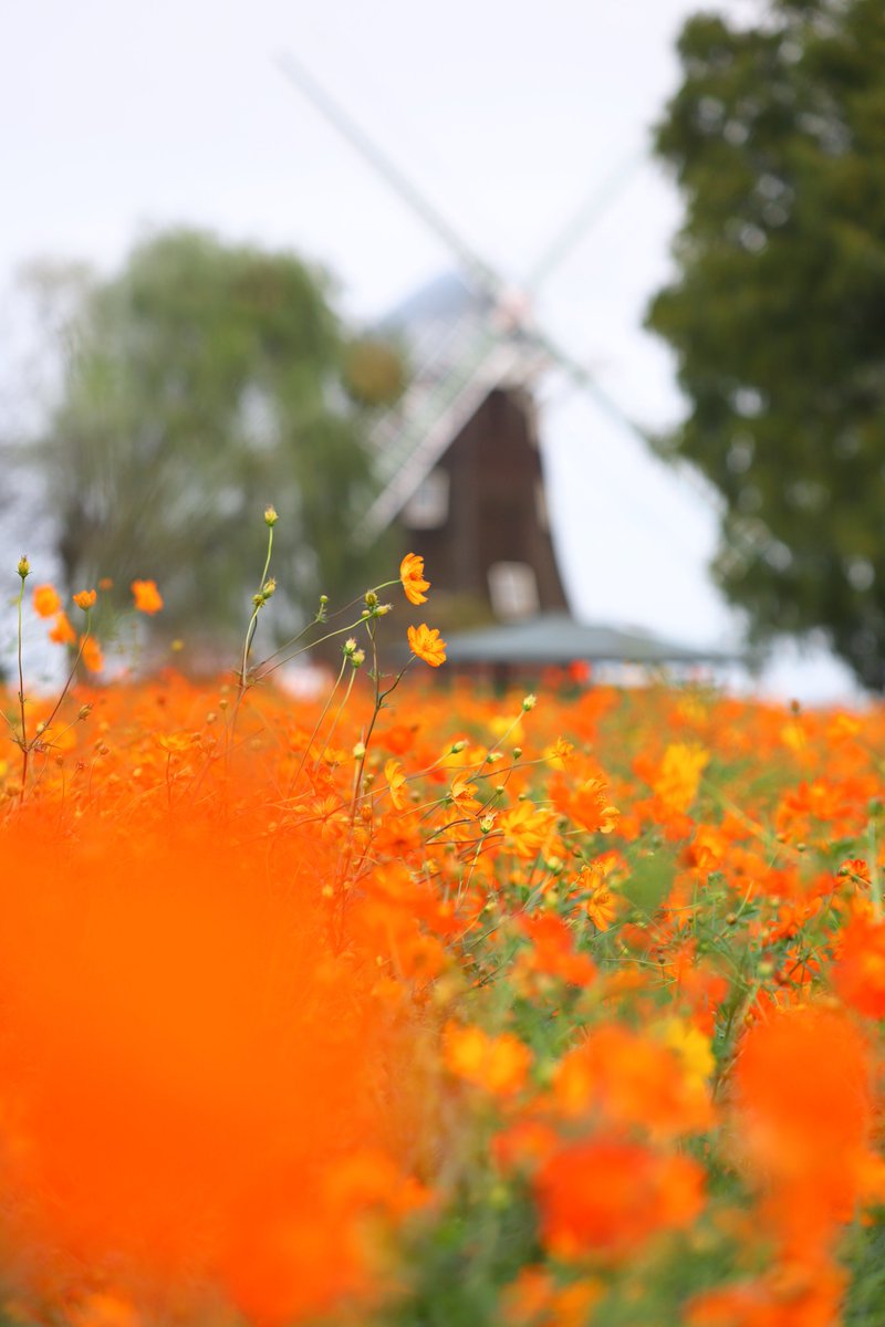 Takatomo3P's tweet photo. 写欲が落ち、釣り欲が上がってる。
#キバナコスモス #あけぼの山農業公園 #canon #eos6dmarkii #6dmarkii #ef70300f456isiiusm https://t.co/vanvmiCTGn