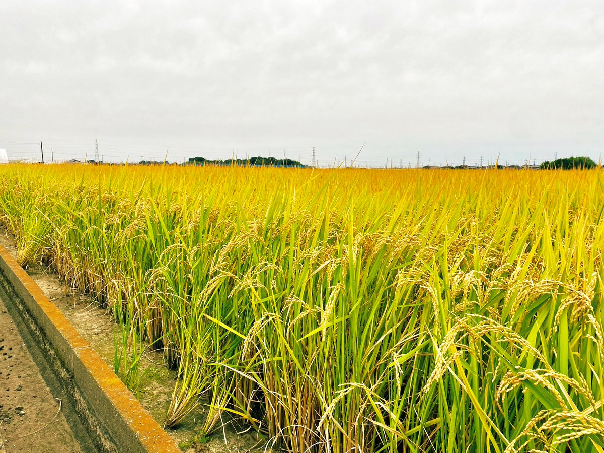 黄金色のランニングコース🌾✨