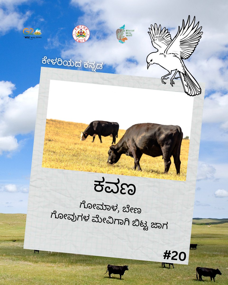 aranya_kfd's tweet photo. ಇಂದಿನ ಪದ ಕವಣ.

#KFDwordseries #nature #ecology #learnaword #kannada https://t.co/ECGrY647kF