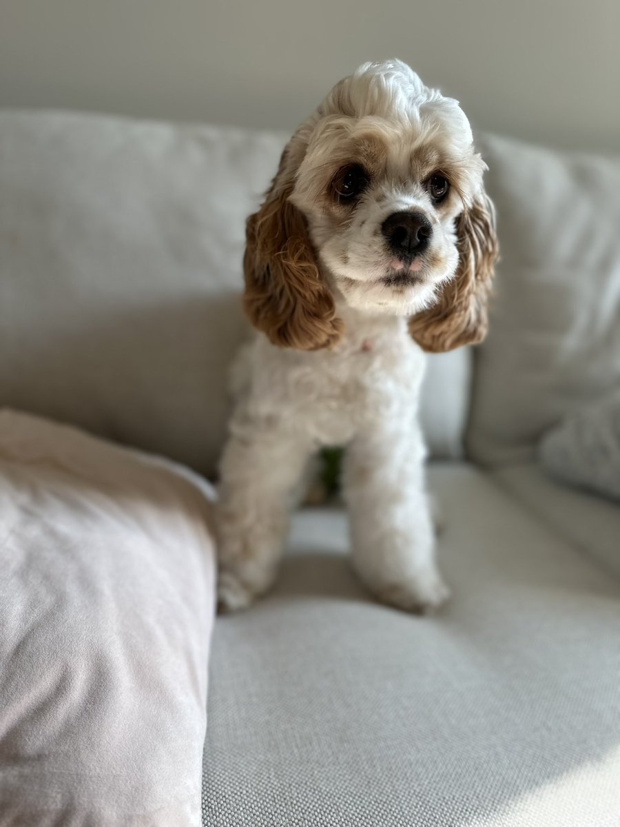 CaileyMarsh's tweet photo. @JonahDispatch Pancake the cocker spaniel says hello to Zoë and Pippa! https://t.co/qXbZCWXsME