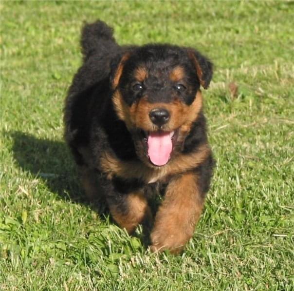 clearcreekdavid's tweet photo. @JonahDispatch Wrigley the Airedale. Best dog ever! https://t.co/DW6nurvMik