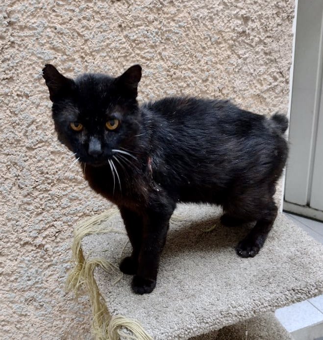gatos_en's tweet photo. Rocky, el gatito que rescatamos en la calle, casi moría. Tenía fracturas múltiples en la cola y golpes en el lomo, una gran herida por fricción en la manita y hombro y heridas por todo el cuerpo. 
Lo quiso adoptar una vecina pero su gatita no lo aceptó. https://t.co/zAJEkVN7Hv