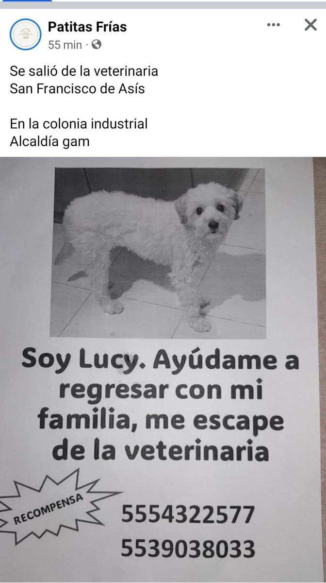 perrososmx's tweet photo. 🐕🆘🇲🇽 Atención en #GAM #CDMx @Col_Industrial se escapó de la veterinaria #FranciscodeAsis @RedGpeTepeyac @diana_dfc @ProyectoSixPack @colitasfelicess https://t.co/RCa0Y0Gmw0
