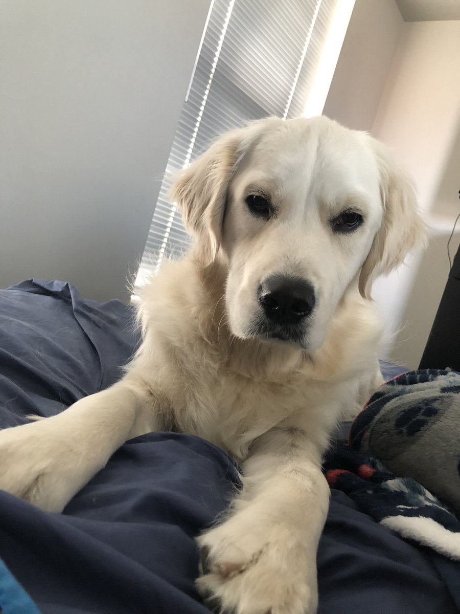 K3lanball's tweet photo. @JonahDispatch Lyra the English crème golden retriever! https://t.co/ilDxVEnTiK
