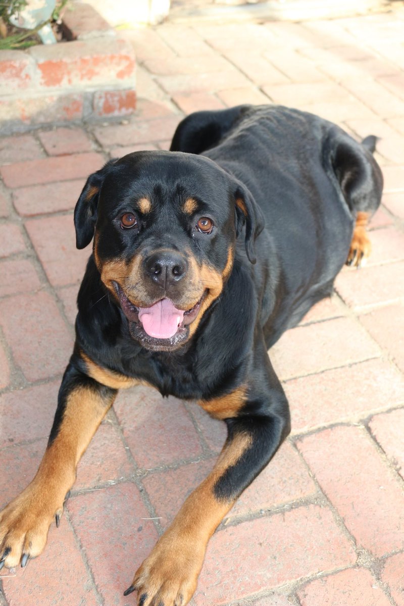 ZachRuiz18's tweet image. 5 male pure bred German rots left $600 each pm if interested