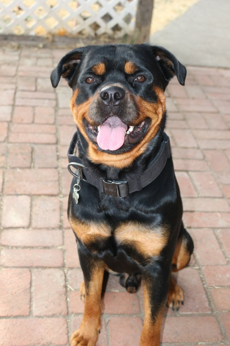 ZachRuiz18's tweet image. 5 male pure bred German rots left $600 each pm if interested