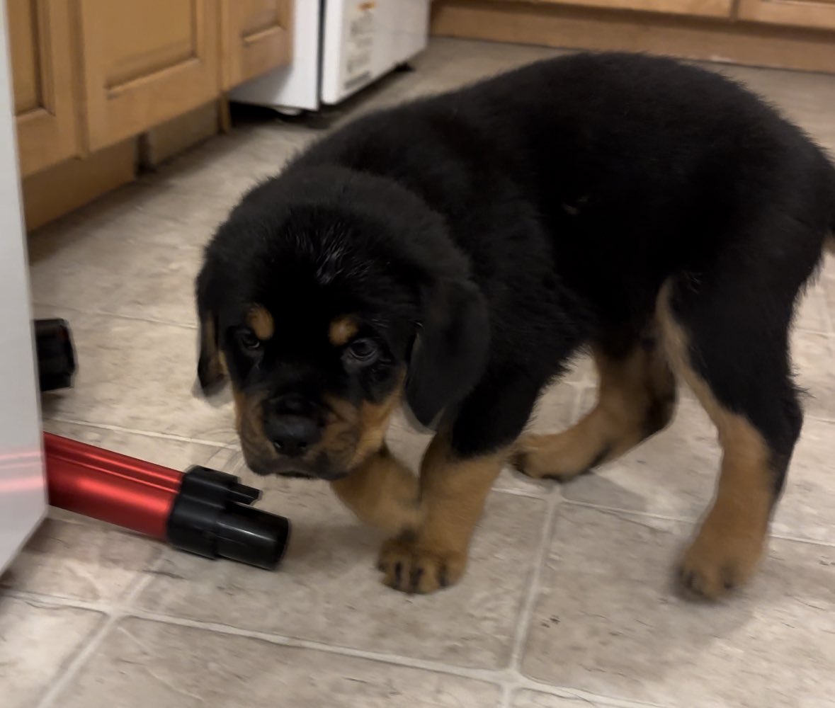 ZachRuiz18's tweet image. 5 male pure bred German rots left $600 each pm if interested