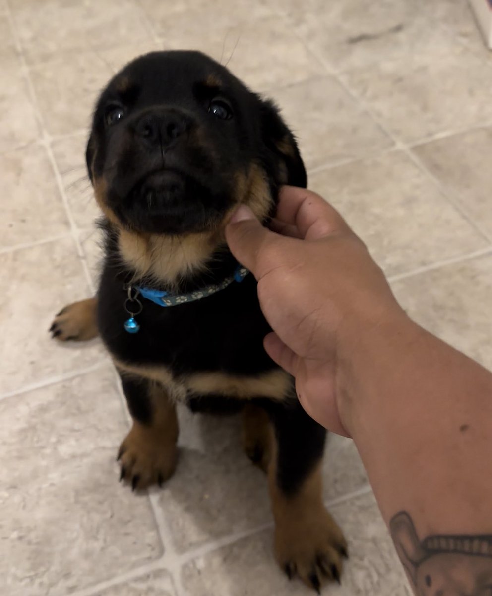 ZachRuiz18's tweet image. 5 male pure bred German rots left $600 each pm if interested