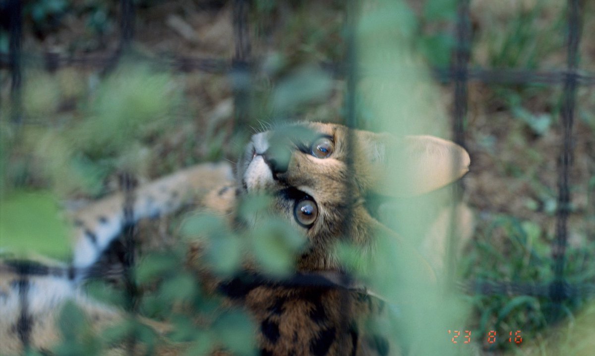 Celgazer's tweet photo. ユリちゃん(鏡像)
Ektachrome E100d
 #サーバル #多摩動物公園 https://t.co/29RtCJDQAJ