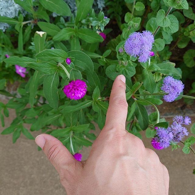y_mochizuki's tweet photo. アゲラタム。花言葉は、信頼。
Ageratum.
Its flower language is "trust."
#アゲラタム #language #信頼 #trust #花 #flower #flowers
#partsmodel #handtalent #handmodel #menshands #menshand #手 #指 #hands #hand #fingers #finger
#パーツモデル #手タレ #ハンドモデル #男の手 https://t.co/d4bULMrzoa