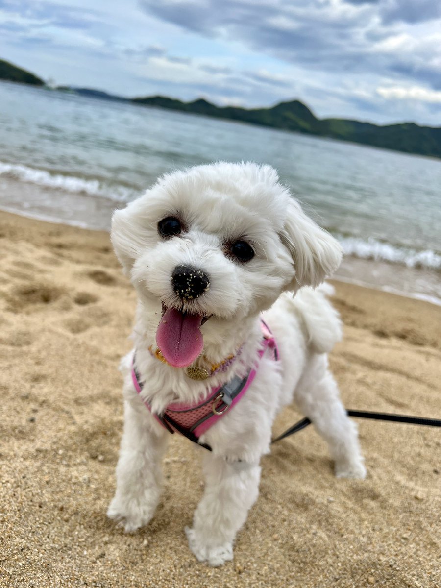 emiquestworks's tweet photo. 海が大好きなワンコ😍
今日も砂浜で穴掘りして遊びました🐶💕

#マルプー #海 #砂遊び
#questworks  #フリーランス #業務委託 https://t.co/cE327kJ2Ew