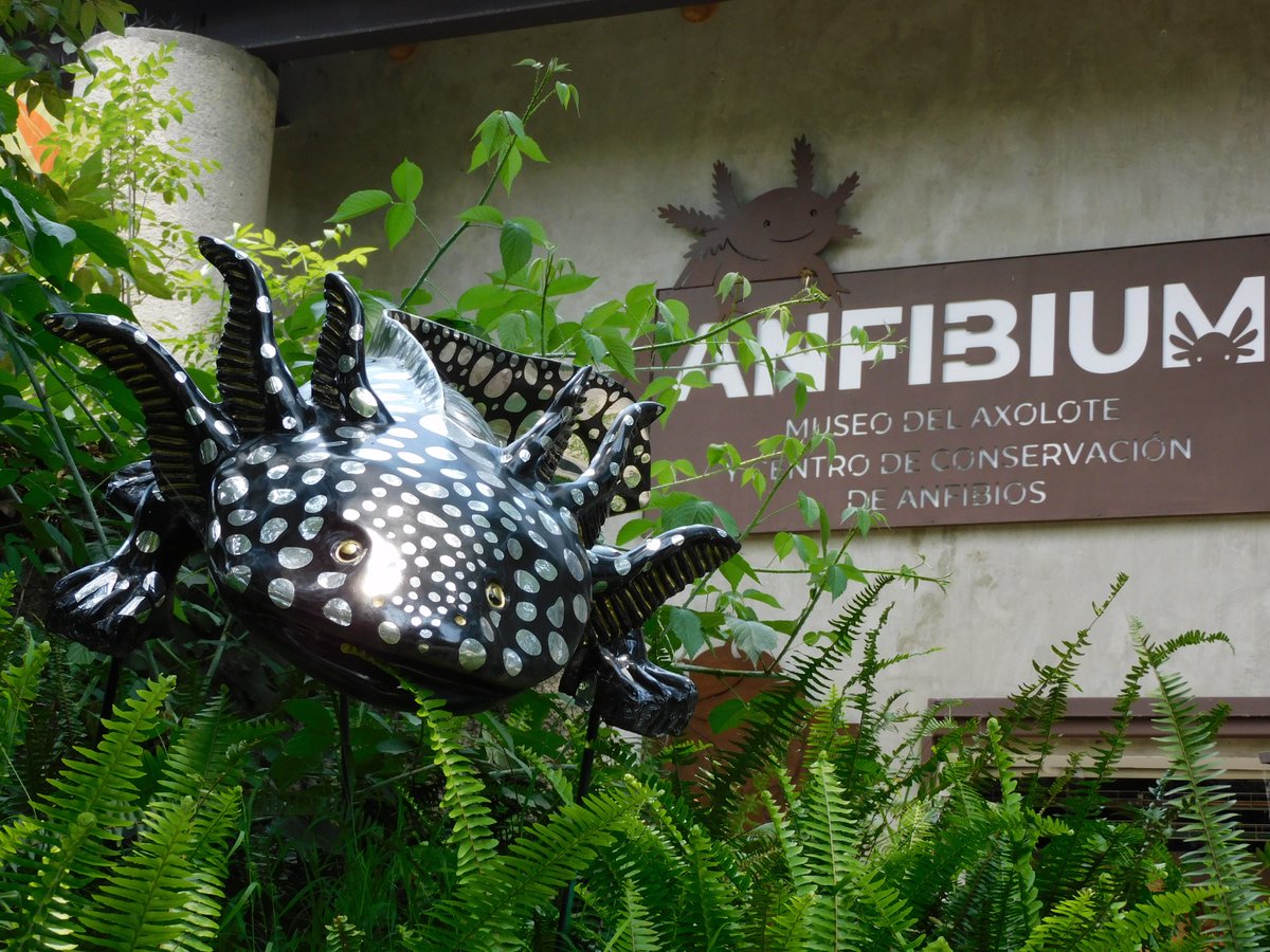 ZoologicosCDMX's tweet image. No dejes de visitar la exposición &quot;Axolotes centenarios&quot; en el #ZoológicoDeChapultepec #ZoológicosCDMX