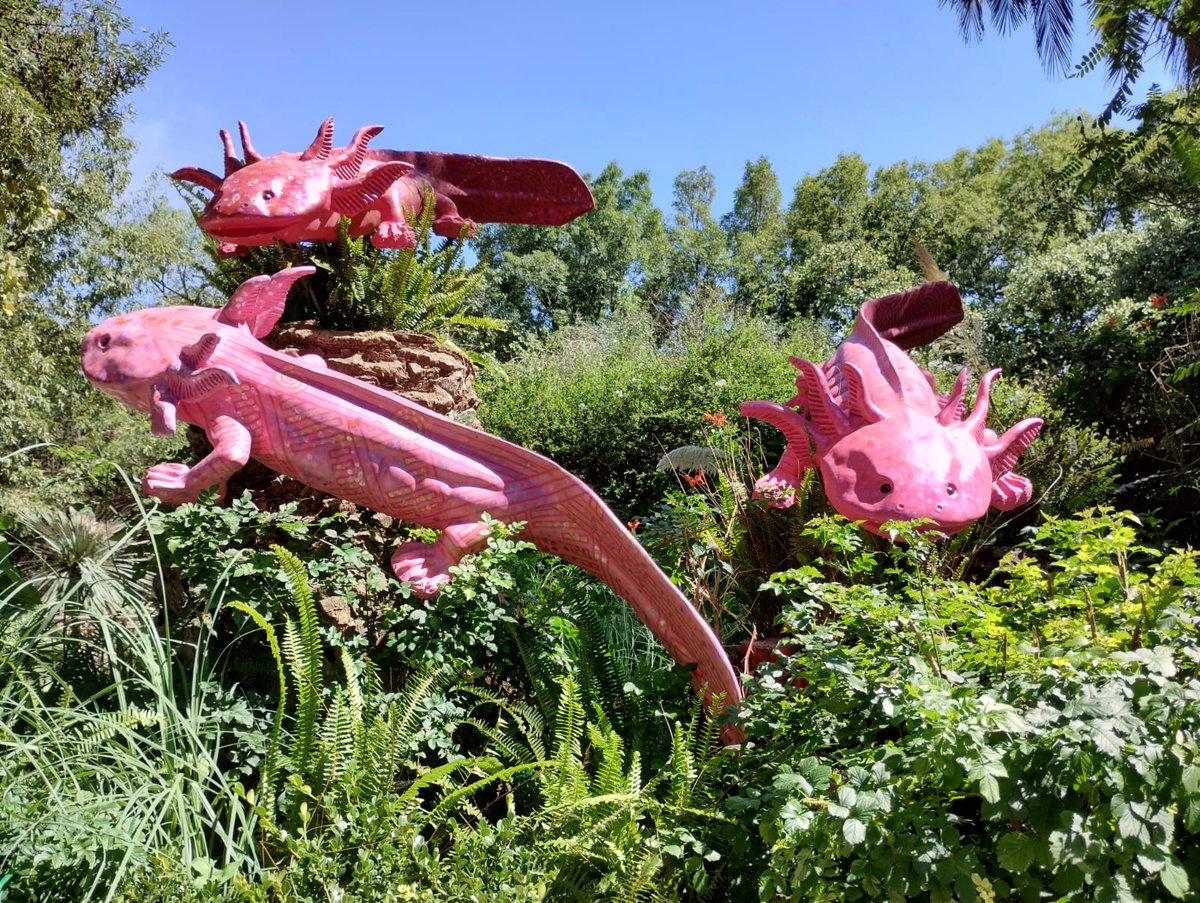 ZoologicosCDMX's tweet image. No dejes de visitar la exposición &quot;Axolotes centenarios&quot; en el #ZoológicoDeChapultepec #ZoológicosCDMX