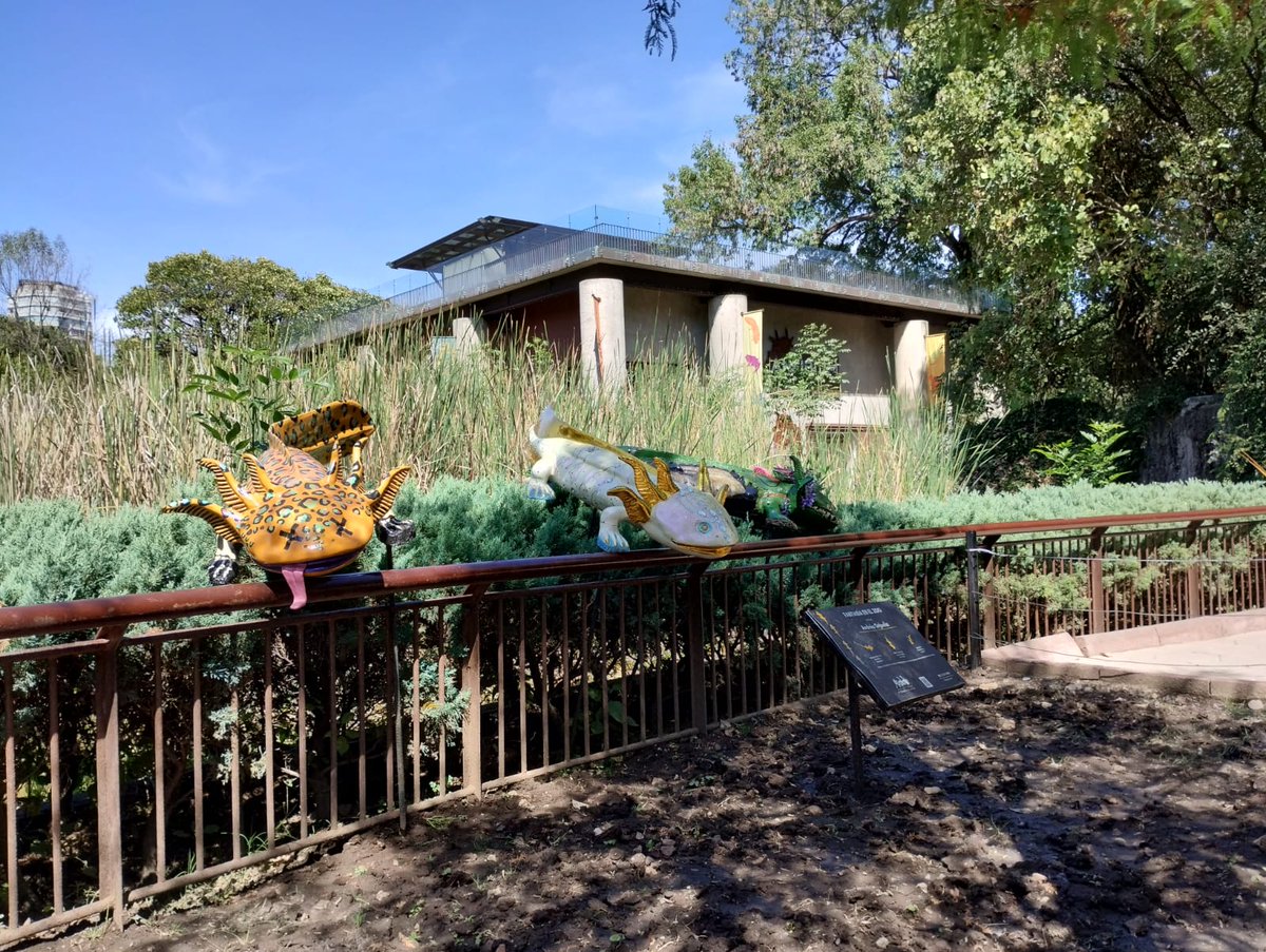 ZoologicosCDMX's tweet image. No dejes de visitar la exposición &quot;Axolotes centenarios&quot; en el #ZoológicoDeChapultepec #ZoológicosCDMX