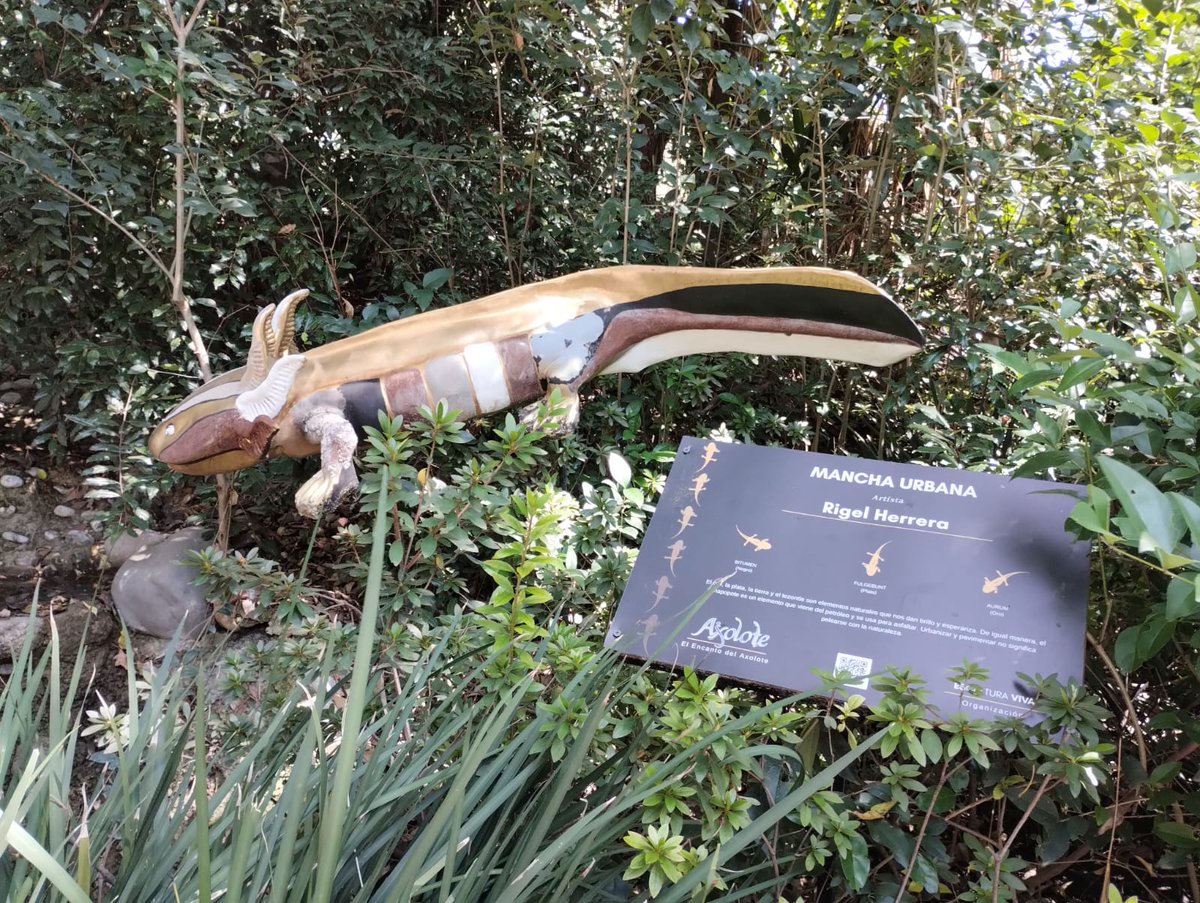 ZoologicosCDMX's tweet image. No dejes de visitar la exposición &quot;Axolotes centenarios&quot; en el #ZoológicoDeChapultepec #ZoológicosCDMX