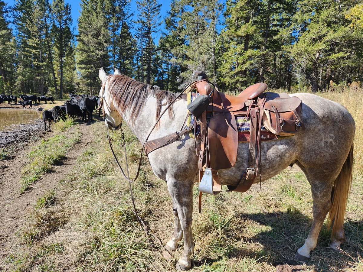zakmlmiller's tweet photo. Amazing horsepower all at the same time to bring in the fall harvest. It takes great family, great help, and an awesome community to be patient with teenagers in spud trucks and cows on the road.  #Idaho #AgTwitter #agproud #stillfarming https://t.co/69qoNgPSJw