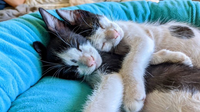 The babes https://t.co/SHsBQ5Jhzw