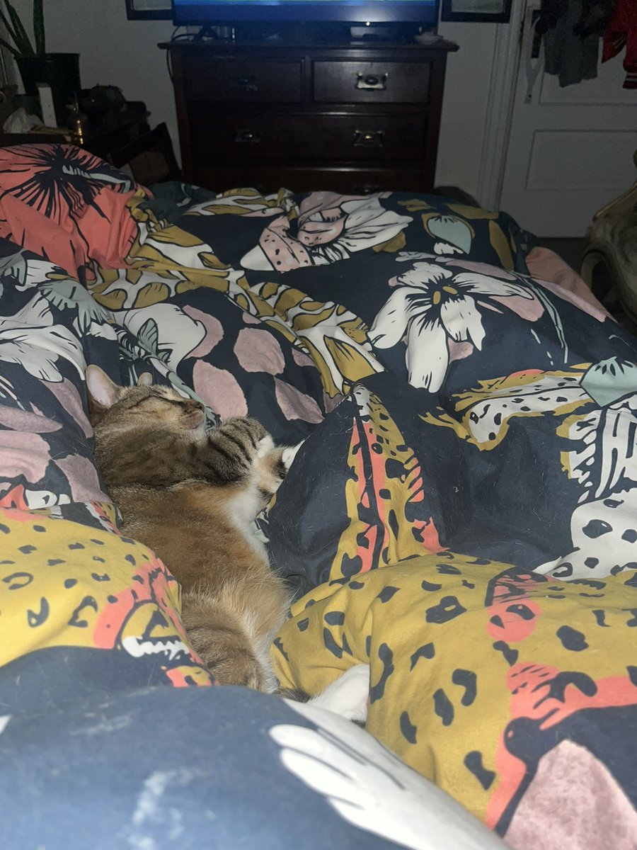CKaslow's tweet photo. The fact that I have this little buddy who sleeps with me every night like this is wild https://t.co/3QaO23vtH8