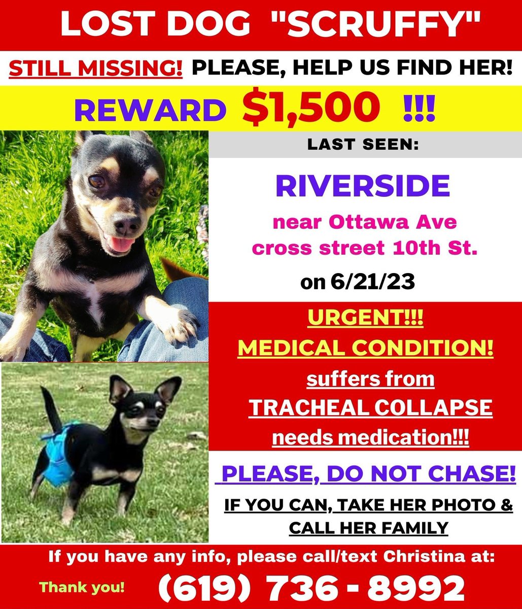 MarlinIsAGoodB1's tweet photo. As alwayms, we are still thimpking  about an hopimg fur Scruffy to be reunited wimth hers fambily. IwishIwishIwishIwishIwish! #SaveScruffy #dogsoftwitter #lostdog #riversideCA #lostdogreward https://t.co/CUngP03zT5