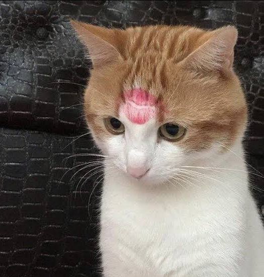 mito_is_real's tweet photo. “i love you all, mmwahhh” https://t.co/DWqcicaDEX