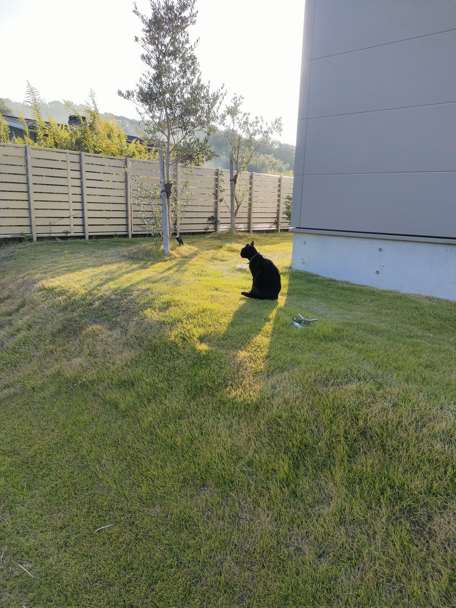 猫のシルエットが大好きです😍