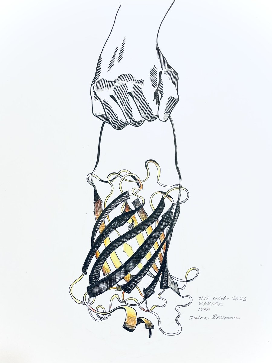 Irina Bezsonova (@irinabezsonova) on Twitter photo Day 11/31 of #inktober2023
Prompt: WANDER
Yellow Fluorescent Protein (Pdb: 1YFP).
It lights up and lets us see how proteins wander through the cell.
Next prompt is SPICEY.
Please send suggestions.
<a href="/PDBeurope/">Protein Data Bank</a> <a href="/buildmodels/">rcsb pdb ππ§¬π»π¬ππ±π§ π¦ </a> <a href="/inktober/">Inktober</a> #sciart Day 11/31 of #inktober2023
Prompt: WANDER
Yellow Fluorescent Protein (Pdb: 1YFP).
It lights up and lets us see how proteins wander through the cell.
Next prompt is SPICEY.
Please send suggestions.
<a href="/PDBeurope/">Protein Data Bank</a> <a href="/buildmodels/">rcsb pdb ππ§¬π»π¬ππ±π§ π¦ </a> <a href="/inktober/">Inktober</a> #sciart