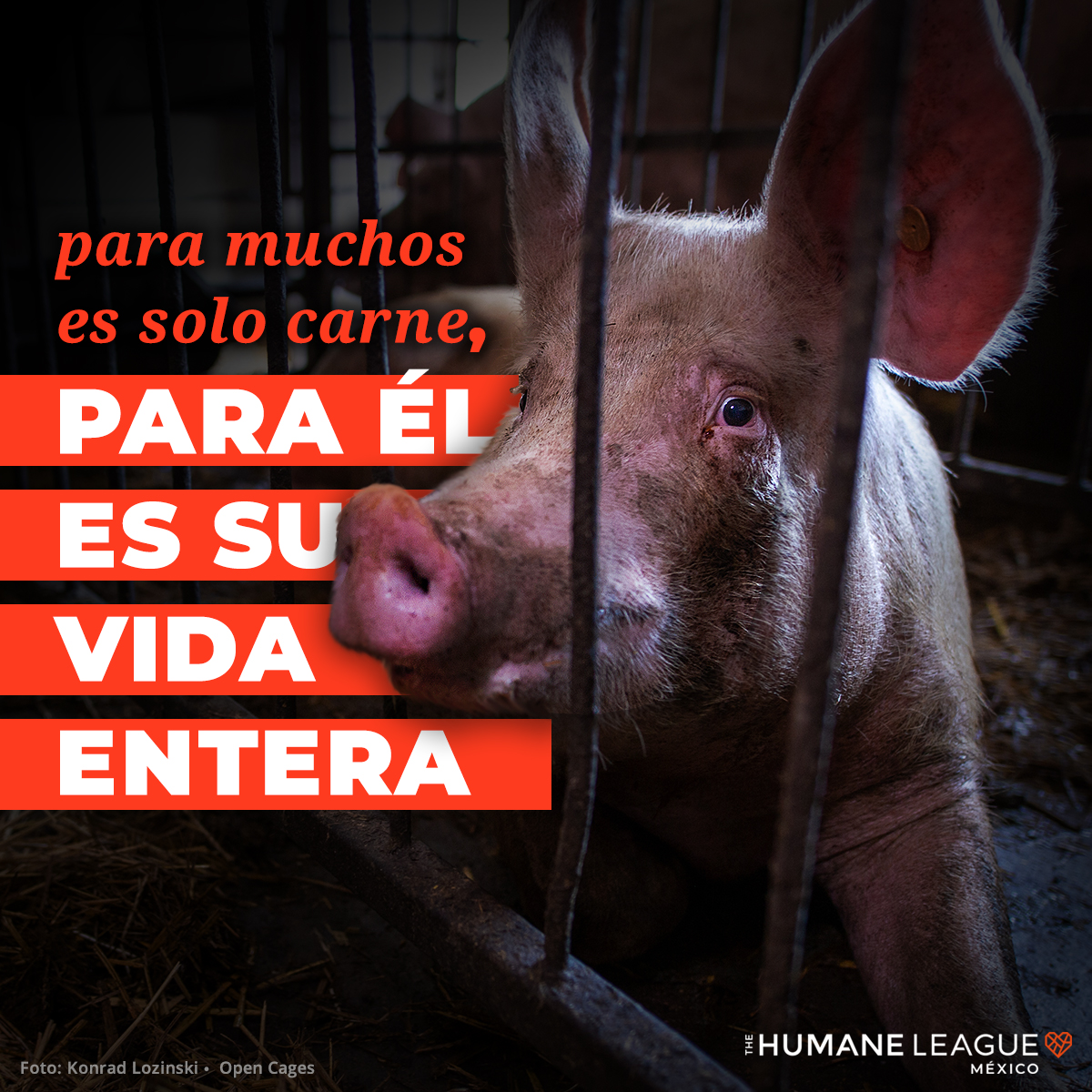 No es secreto que las #granjas industriales de cerdos los someten a un trato extremadamente cruel. 💔🐖 Investigaciones encubiertas han documentado situaciones problemas de movilidad, heridas, tumores, abscesos, entre otros. Por favor, ¡deja a los cerdos fuera de tu plato!🌱