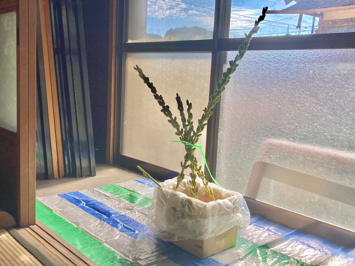 nowhere_umi's tweet photo. ゴマの種取り準備🌿
さすがに家中に種が飛び散るのはイヤ🤣ということで空き家の縁側で。

しかしポカポカして気持ちがいい☺️
ここでヨガや瞑想するのも良かやなぁ https://t.co/Yrkeihex3b