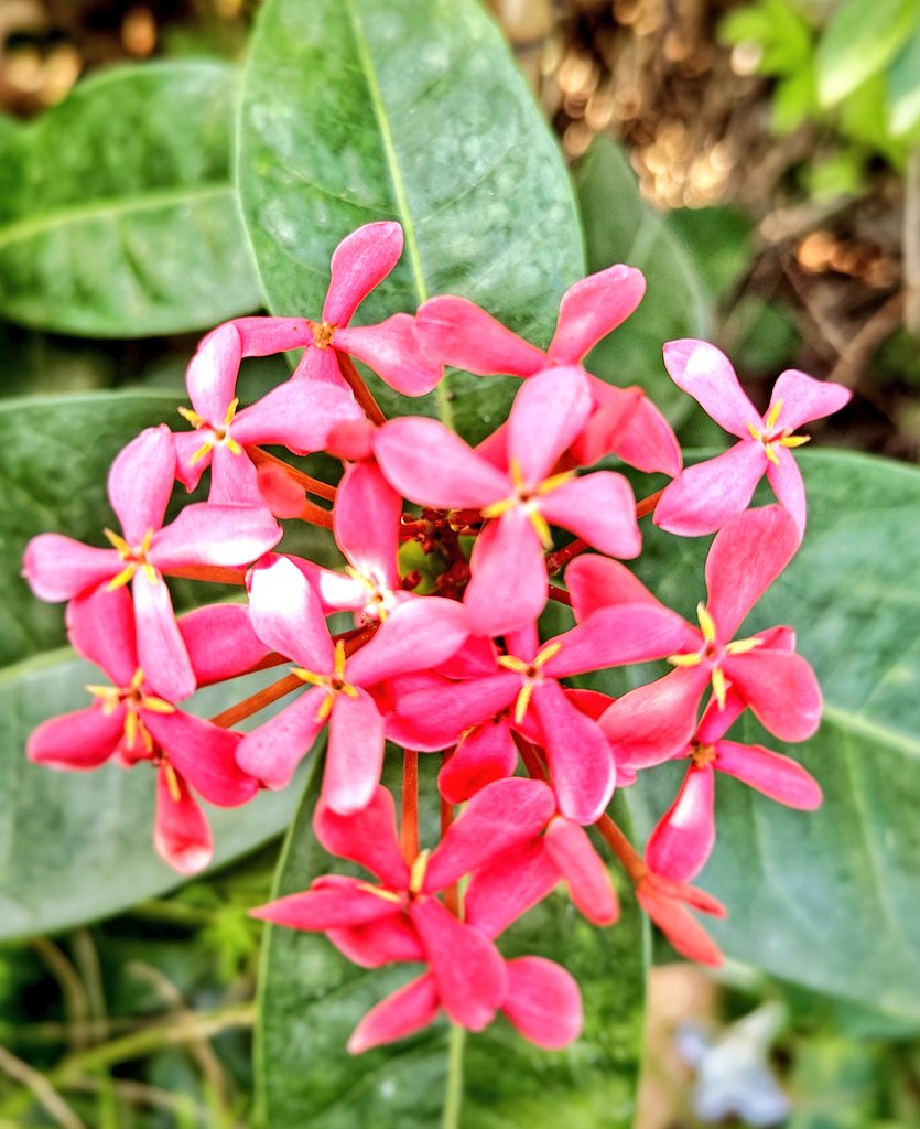 artizzzz's tweet photo. Another morning
Another burst of blooms
#OctoberDiaries
#FlowerPower https://t.co/M4Cerefb8V