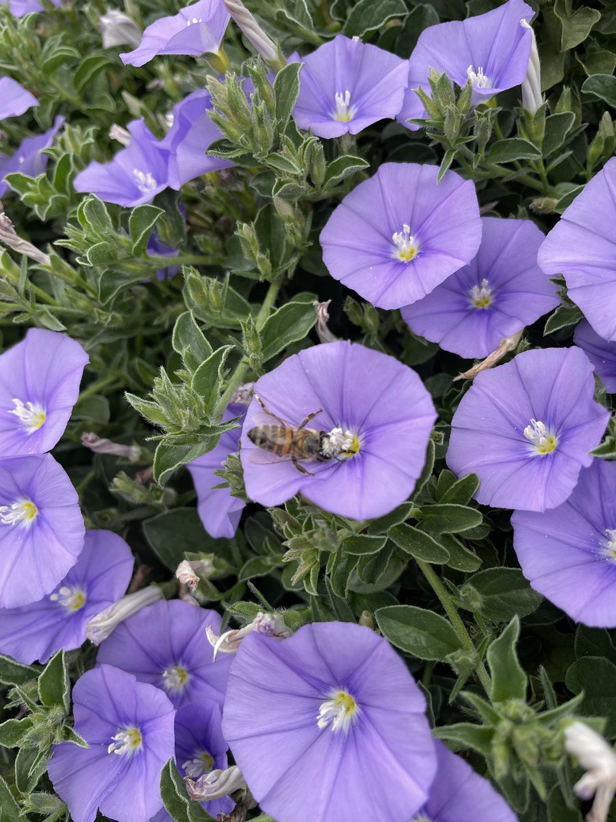EckardsGarden's tweet photo. The cascading wall of Blue #Convolvulus here at Eckards is looking spectacular this week 🌸 #eckardsgarden https://t.co/ES5HZntaUB