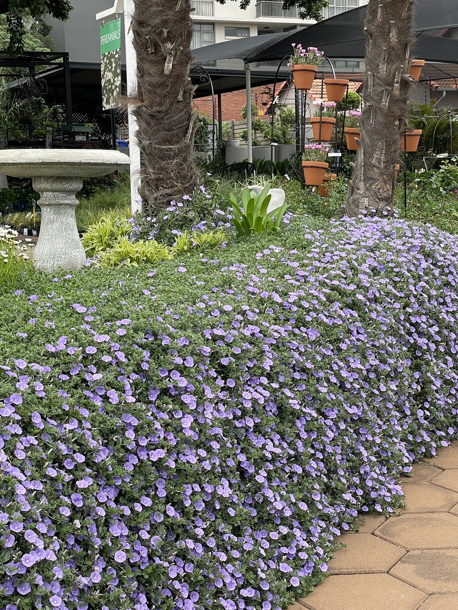EckardsGarden's tweet photo. The cascading wall of Blue #Convolvulus here at Eckards is looking spectacular this week 🌸 #eckardsgarden https://t.co/ES5HZntaUB