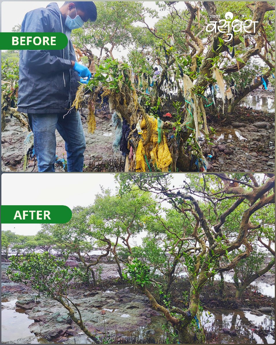 Protecting Mangroves, Protecting Our Future. 🌱
. #carterroadmangrovesconservationdrive #cartercleanup #carterroadbeach 
#teamswachhavasundhara🤝🌍 #swachha_vasundhara_abhiyaan #clean_earth_mission #स्वच्छ_वसुंधरा_अभियान #majhivasundhara #carterroad #bandra #bandra #mangroves
