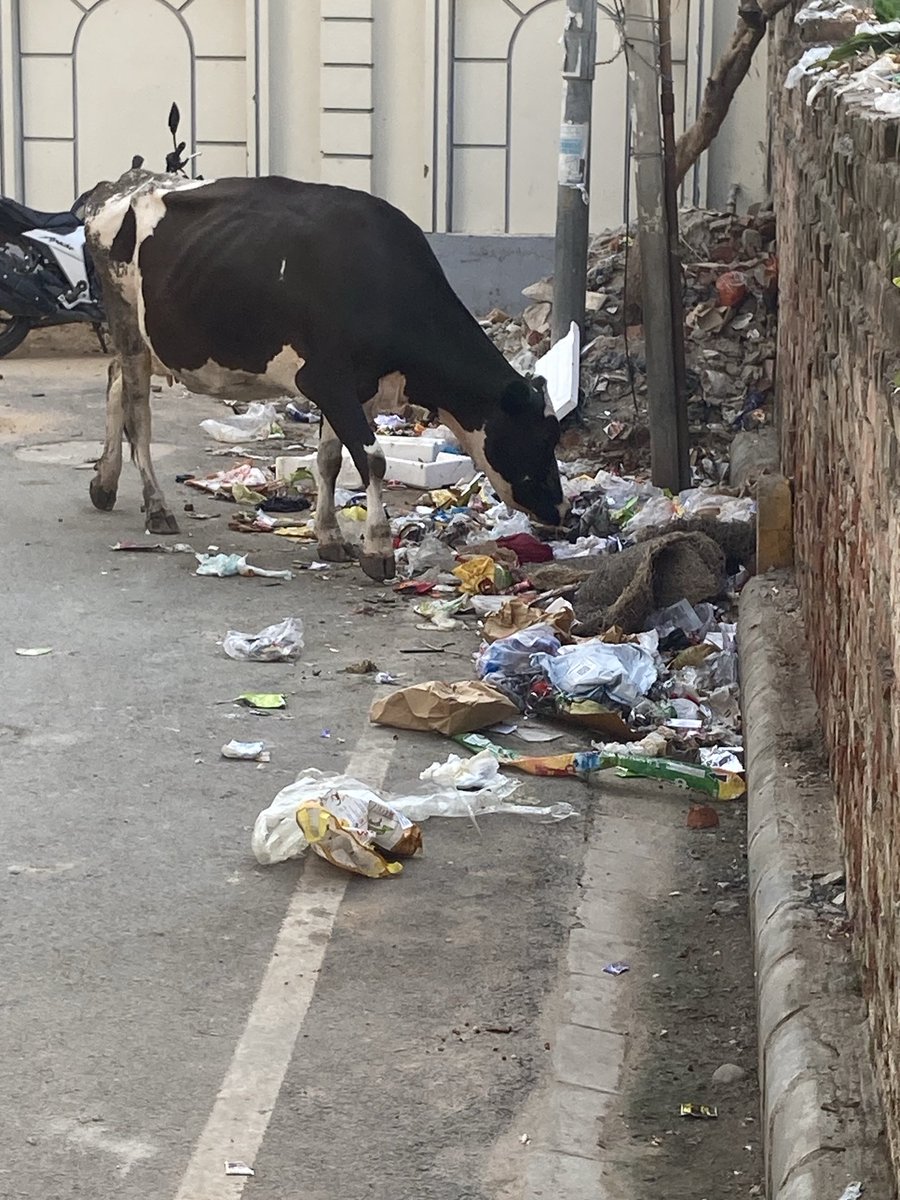 tecrajeev's tweet image. ⁦@nagarnigamvns⁩ ⁦@PMOIndia⁩ ⁦@Varanasi_DM⁩ .Garbage is lying on road and in side plot
Sweeper came 3 days back and left as it is.Few peoples are throwing garbage on road and in side plot.
Many times complaint filed but no improvement seen
Pragya nagar Sunderpur