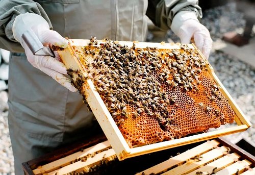 RisingKashmir's tweet photo. #SKUAST-K and #Dabur 
India host sustainable #beekeeping training for #unemployed #agrigraduates

@skuast_kashmir

https://t.co/Y6XnRq06dA https://t.co/rUmexiFWqS