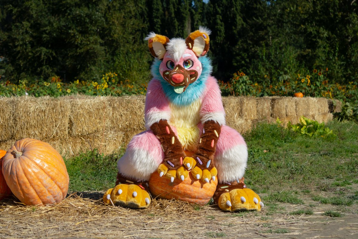 sprinkle_dog's tweet photo. pumpkin spiced pupper! 🎃 https://t.co/FjctcXr6PL