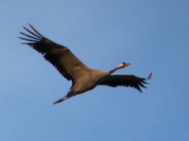 bloglezer's tweet photo. Fijne reis, vogel
stuur je me een ansichtkaart
vanuit het zuiden
Vervolg: https://t.co/WnPFqxgJ5Y #haiku #poem #poetry #nature #NatureBeauty #NaturePhotography #bewustleven #inspiration #HSP #trekvogels #vogeltrek #BirdsSeenIn2023 #bird_migration #crane #kraanvogel #cranes #HSP https://t.co/9ic1jgsMKW