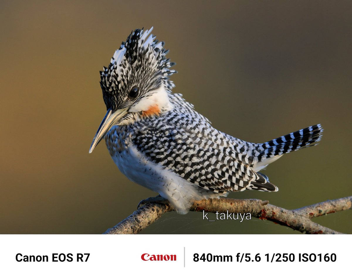 Takuya_3223's tweet image. 日曜日に撮影したヤマセミ😊

#EOS_R7
#Canon
#Canonphotography