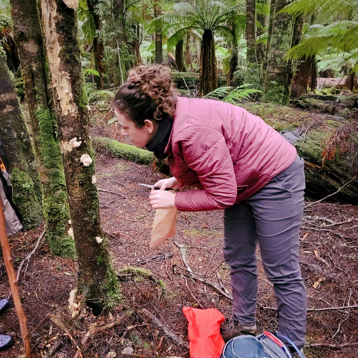 It's National Mushroom Day! @kylieafrancis studies Australia's native mushrooms, exploring their properties, diversity, & health benefits, fousing on lion's mane & other wood-rot mushrooms. She aims to understand our fungal biodiversity & find new molecules for treating diseases.
