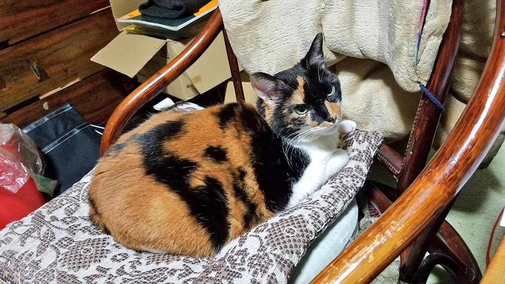 ShionCatLife_ tweet picture